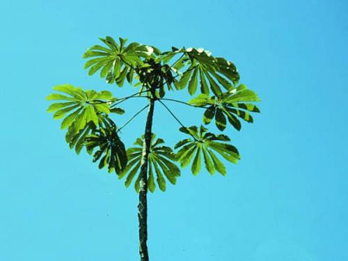 Adam Brinckerhoff's avatar